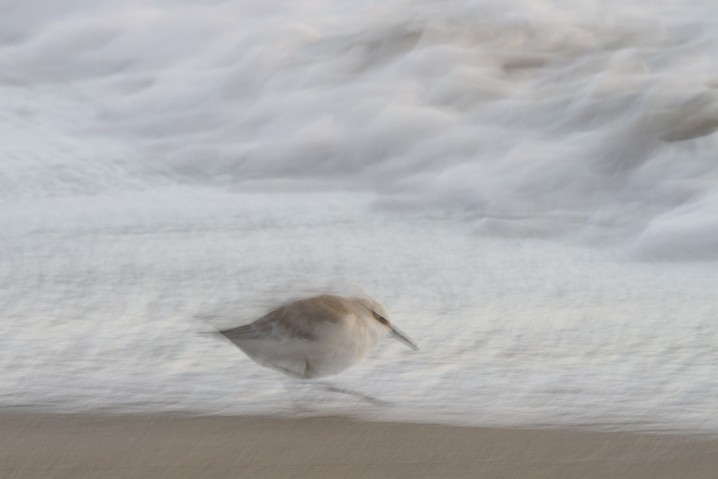 Sanderling Calidris alba Sanderling 